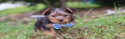 Yorkshire Terrier dogs for sale: Max - Ad 1