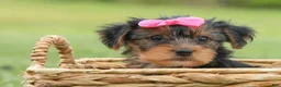 Yorkshire Terrier dogs for sale:  Betsy 🐶 - Ad 9