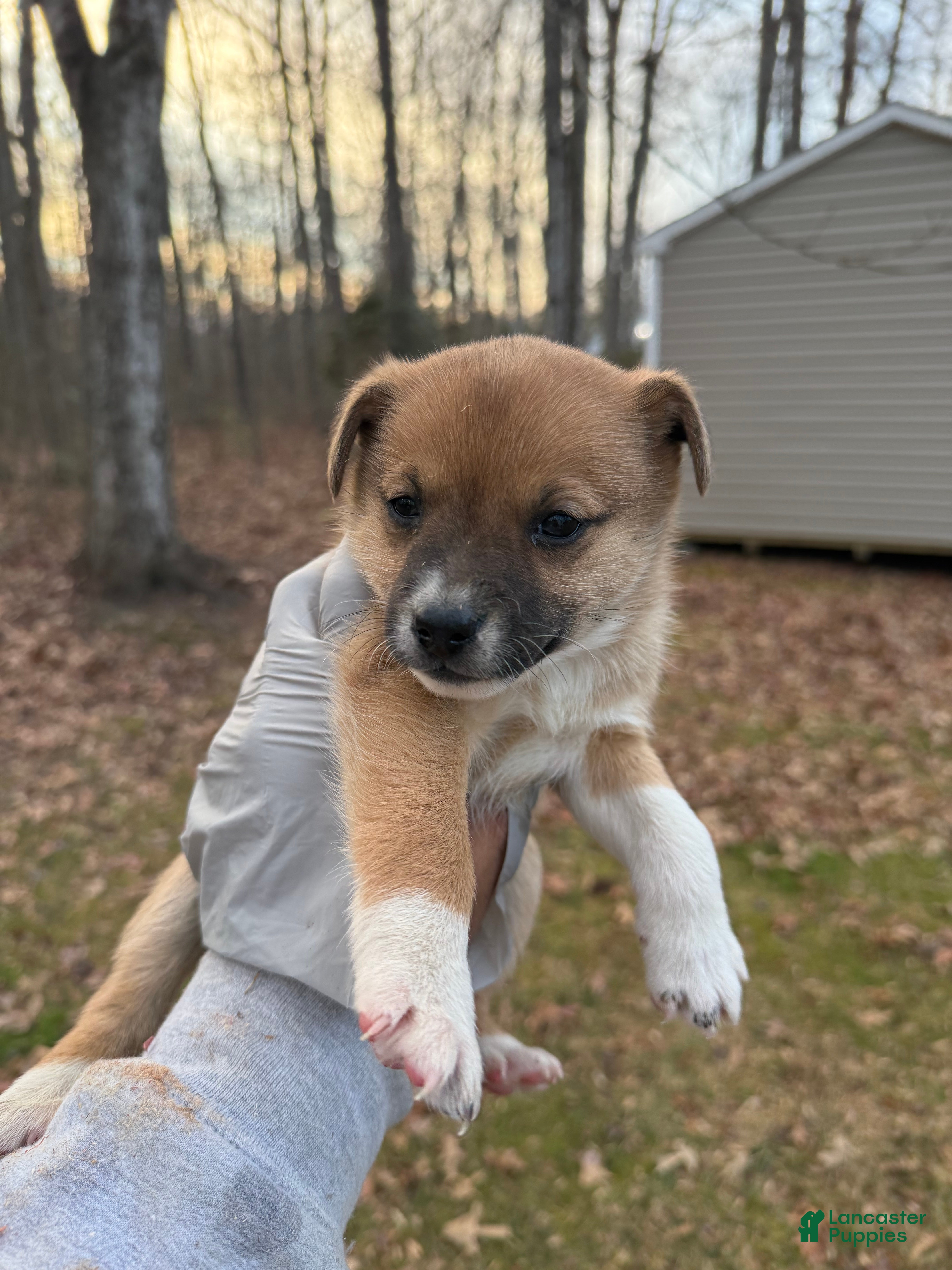 Pomsky dogs Pomsky Puppy 4 - Ad 4