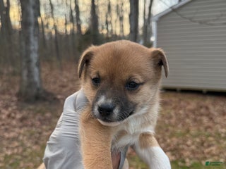 Pomsky dogs Pomsky Puppy 4 - Ad 4