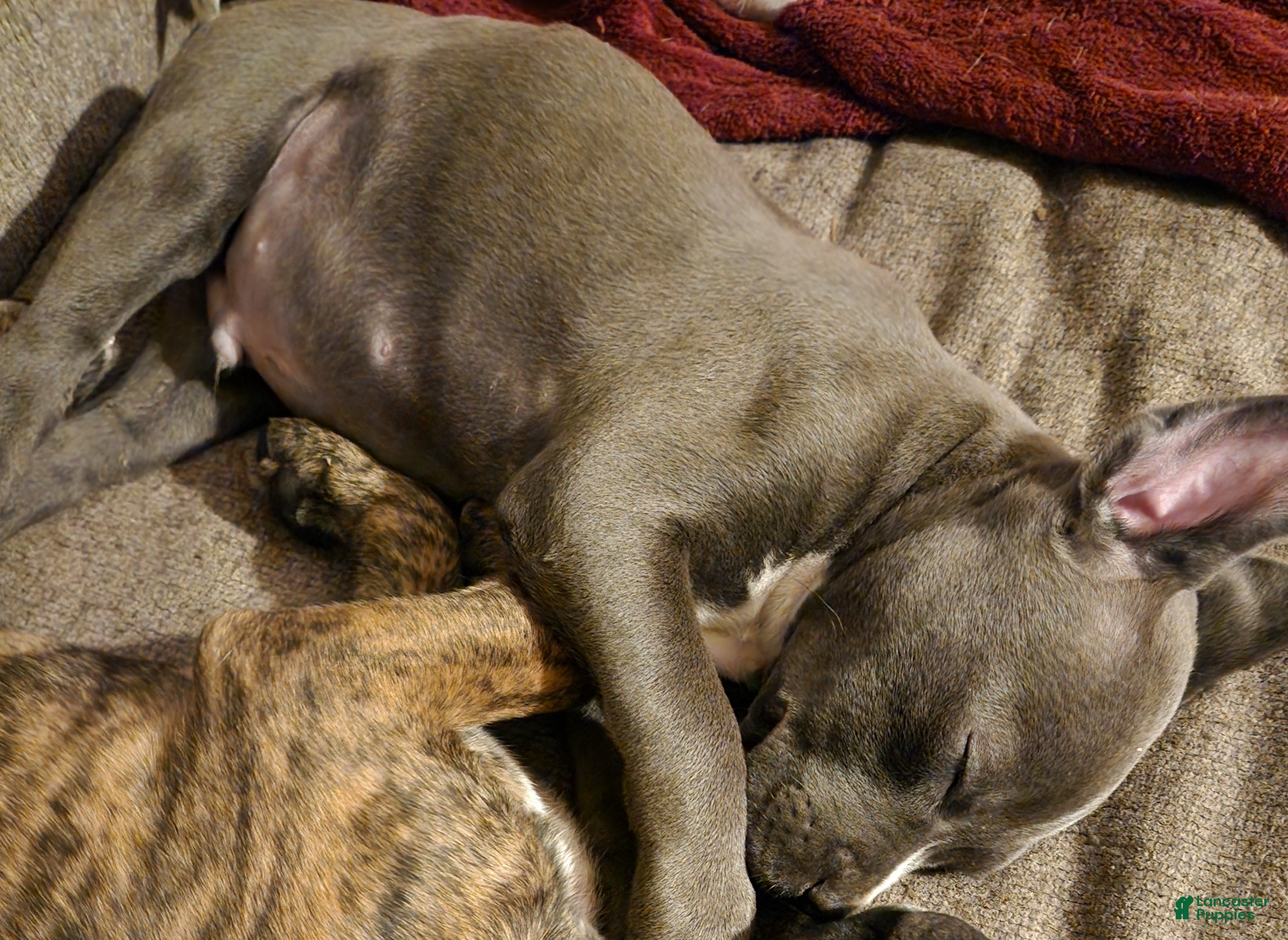 Mixed Breed dogs Mixed Breed Puppy 3 - Ad 24