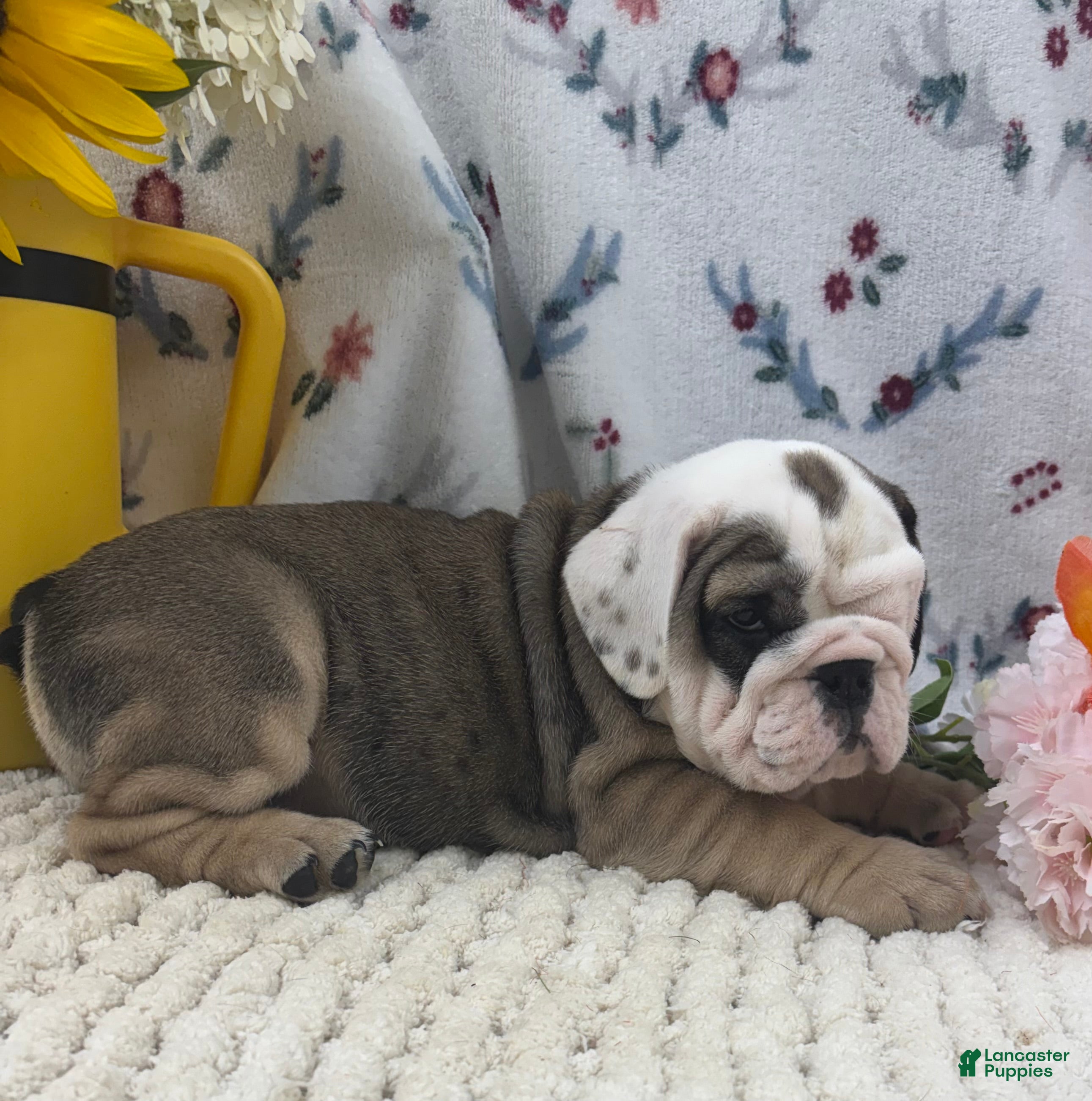 English Bulldog dogs Ryan - Ad 2