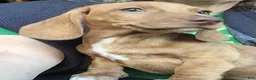 Dachshund dogs for sale: Chonky Nugget - Ad 6
