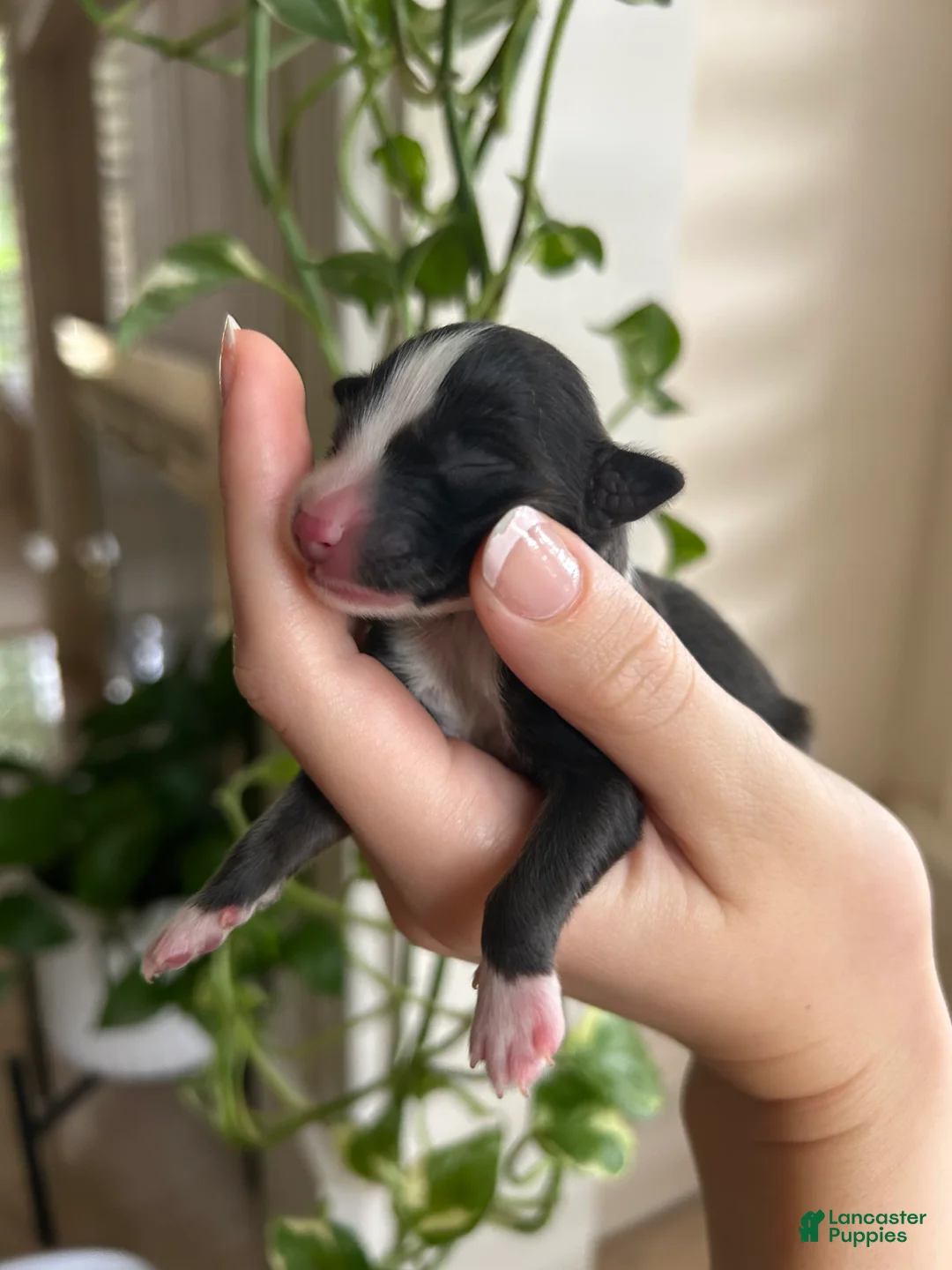 Miniature Australian Shepherd dogs for sale: Sunny - Ad 1