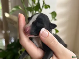 Miniature Australian Shepherd dogs Sunny - Ad 16