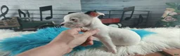 Chihuahua dogs for sale: Male teacup chihuahua. Hand delivery - Ad 4
