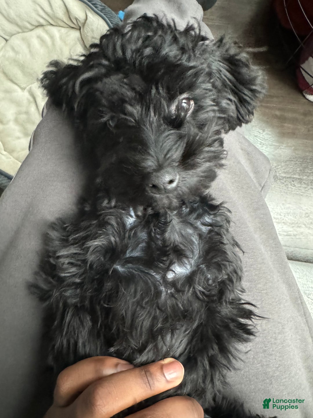 Yorkiepoo dogs for stud: Yorkiepoo - Ad 6