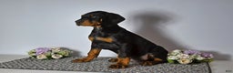 Doberman Pinscher dogs for sale: Doberman Pinscher Puppy 1 - Ad 3
