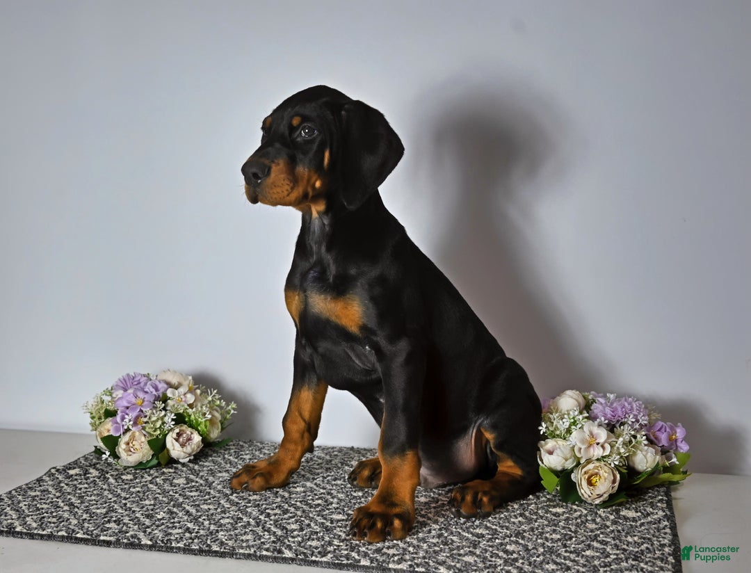 Doberman Pinscher dogs for sale: Doberman Pinscher Puppy 1 - Ad 3