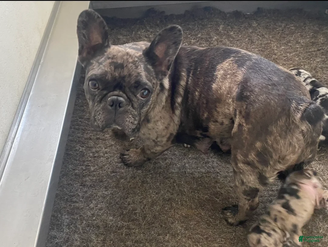 French Bulldog dogs for sale: Draco - Ad 5