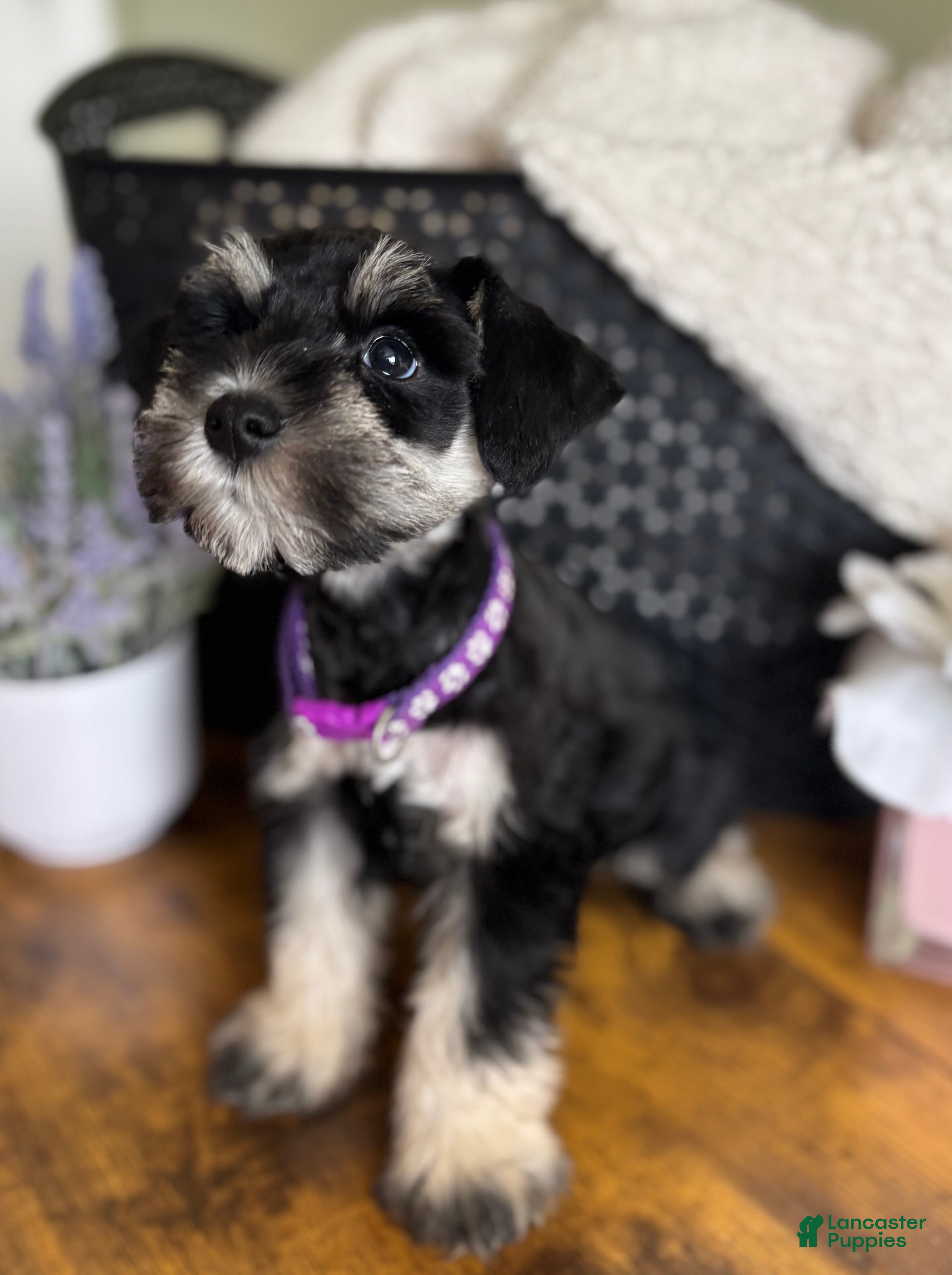 Miniature Schnauzer dogs Rosie - Ad 1