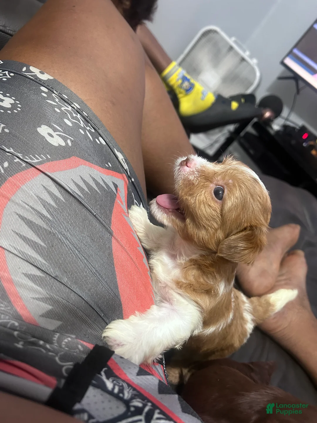 Mixed Breed dogs for sale: Pebbles  - Ad 2