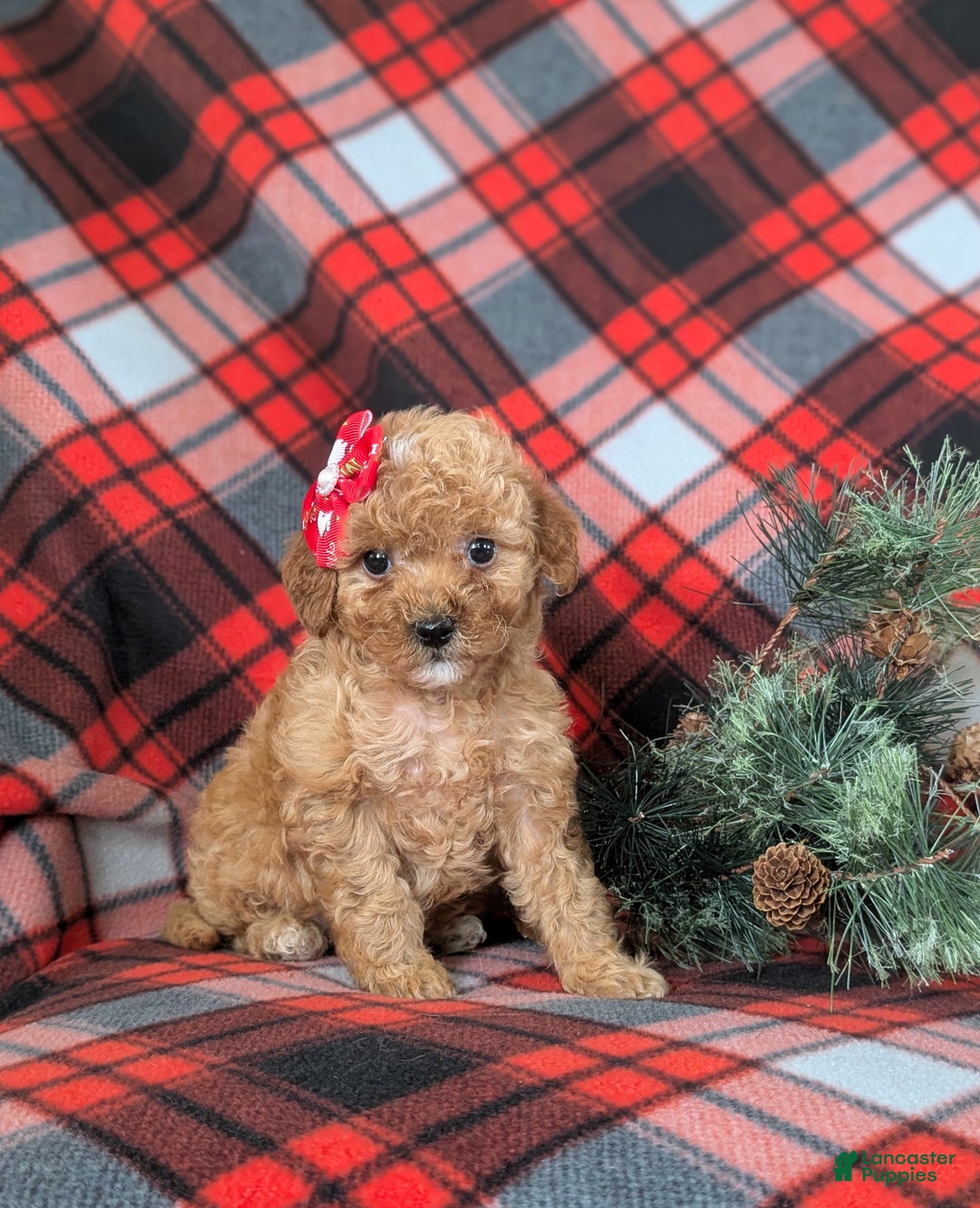 Mini Goldendoodle dogs for sale: Briana 9 lbs Full Grown - Ad 3
