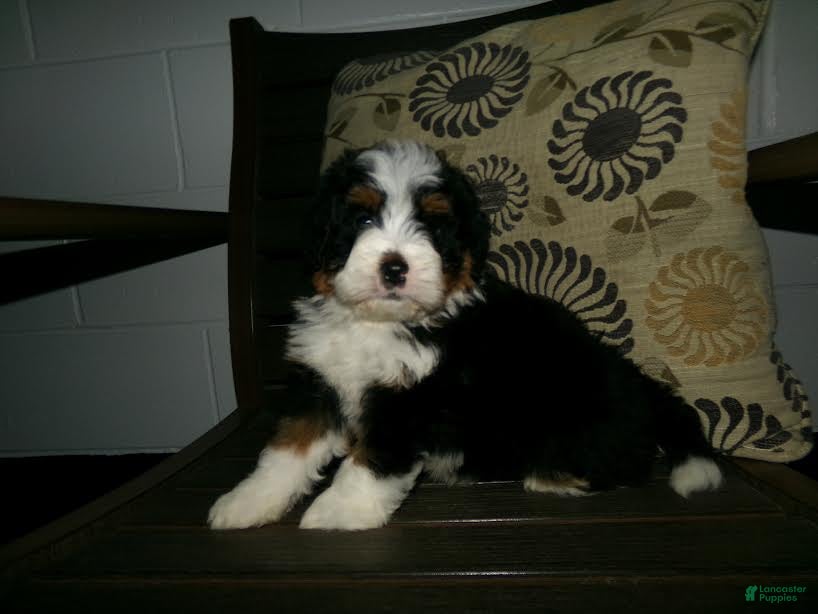 Mini Bernedoodle dogs Arnold - Ad 2
