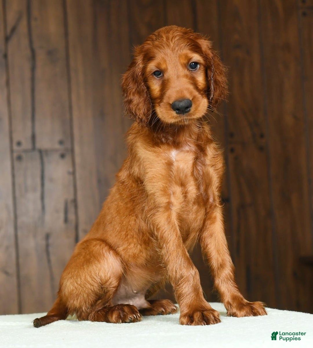 Setter Dog Irish Red Terrier Puppies For Sale Irish Doodle Dark