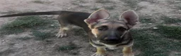 German Shepherd dogs for sale: Male - Ad 1