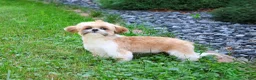 Shih Tzu dogs for sale: Theon  - Ad 4