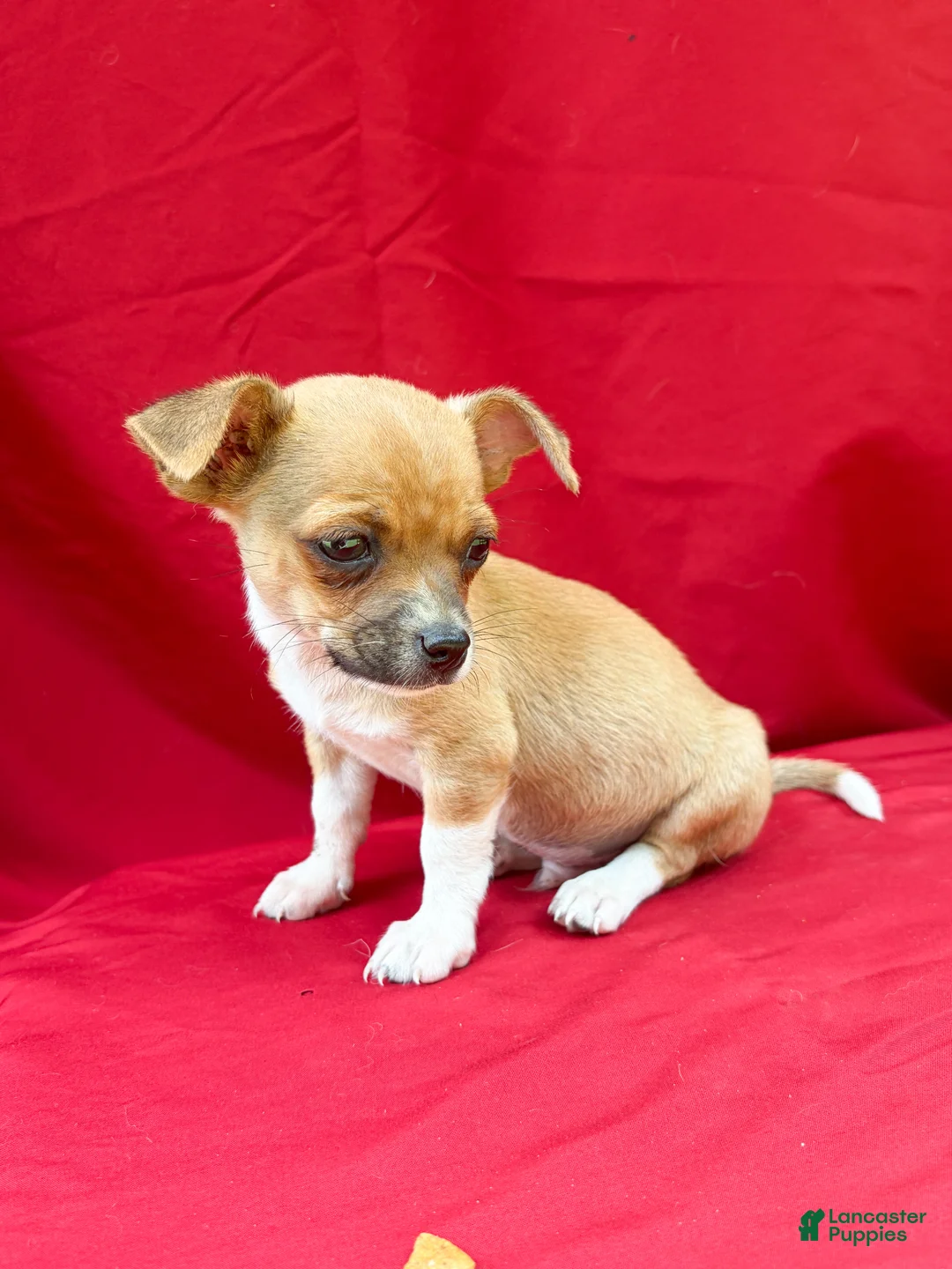 Chihuahua dogs for sale: Chihuahua 2 - Ad 2