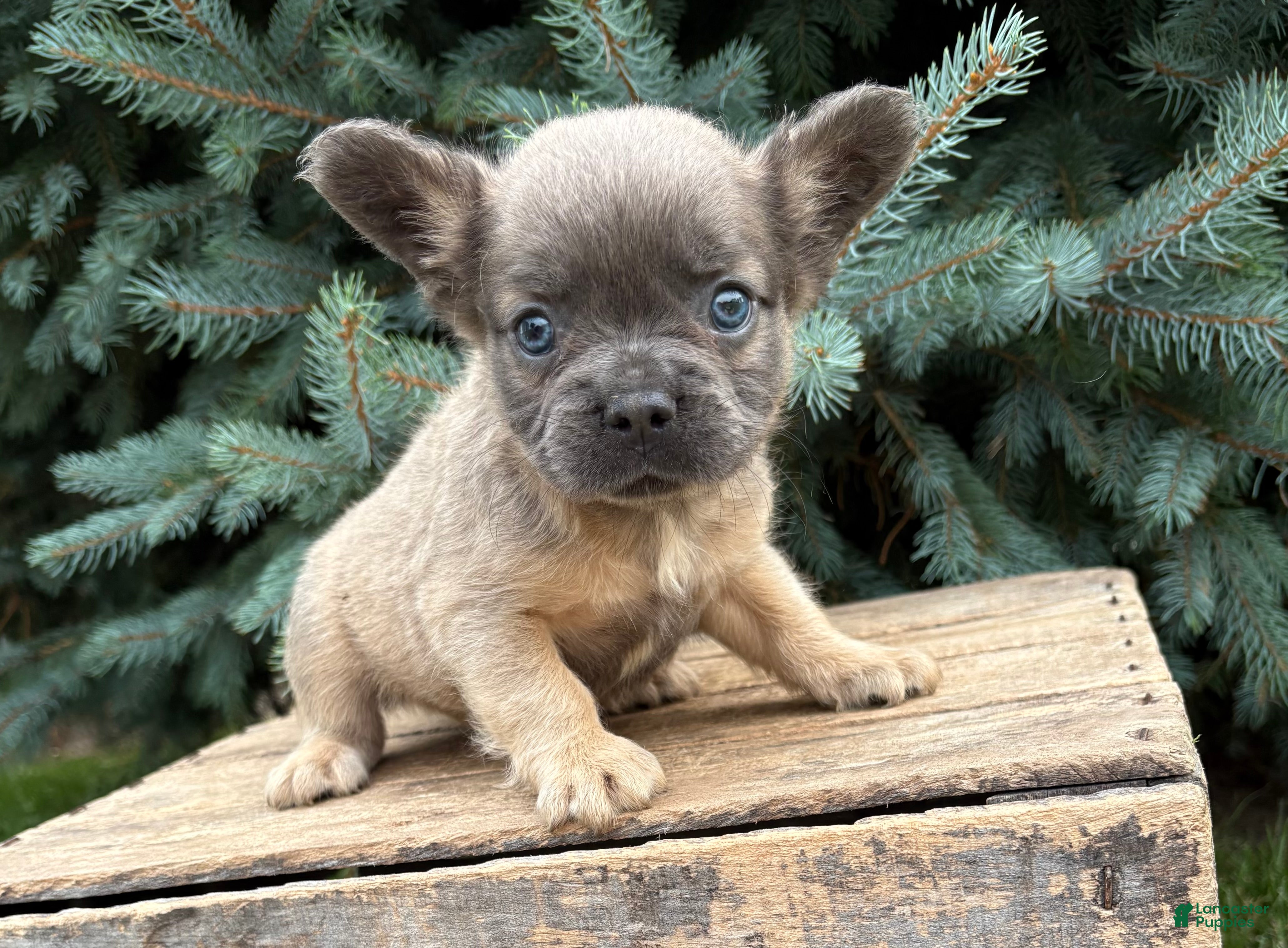 French Bulldog dogs Doc fluffy - Ad 1
