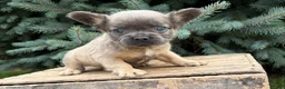 French Bulldog dogs for sale: Doc fluffy - Ad 1