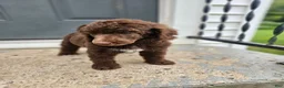 Standard Poodle dogs for sale: Michael Scott - Ad 7