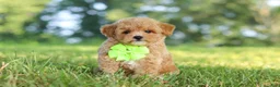 Maltipoo dogs for sale: Patrick - Ad 9
