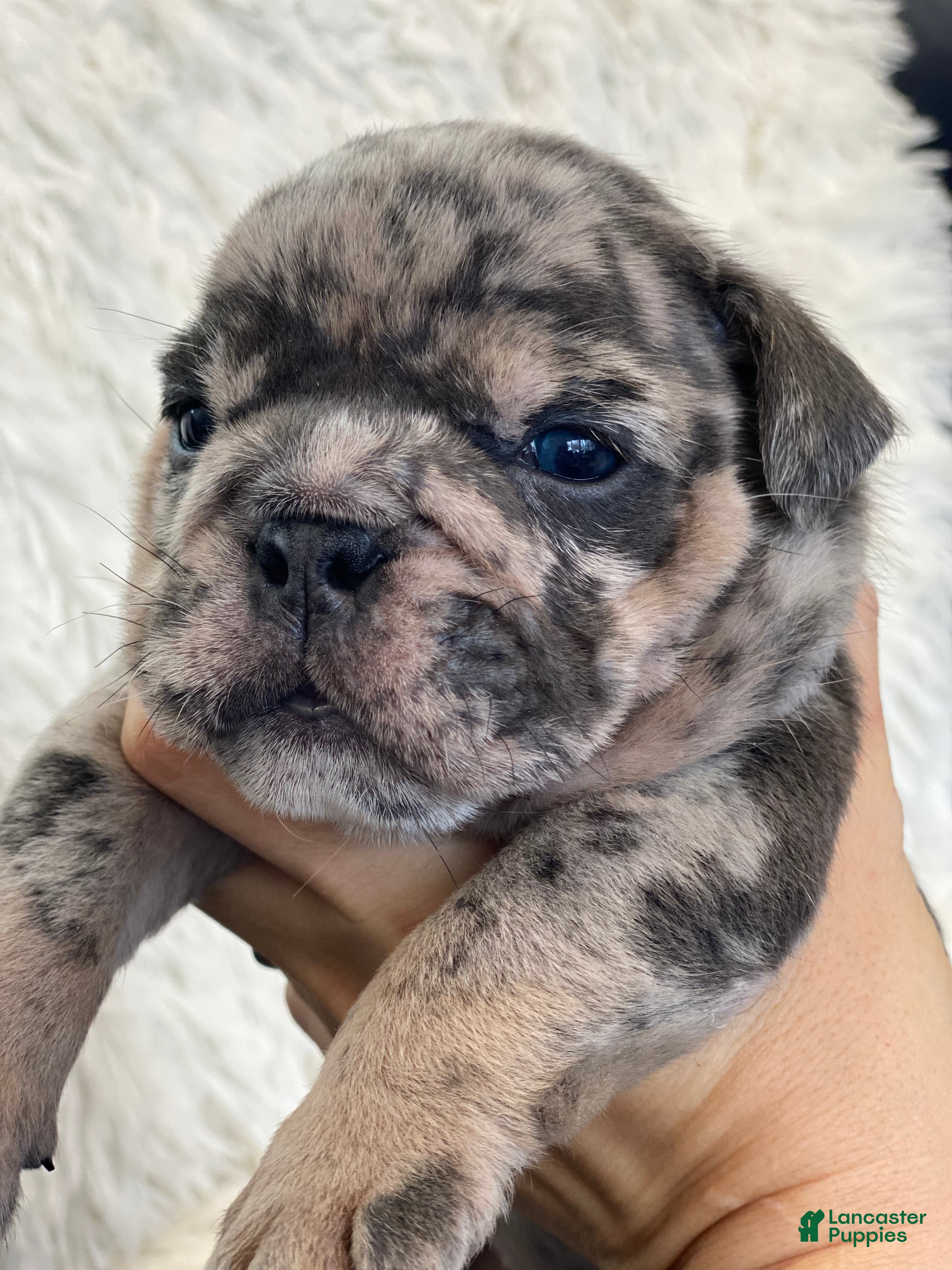 English Bulldog dogs Mad Max - Ad 14