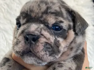 English Bulldog dogs Mad Max - Ad 14