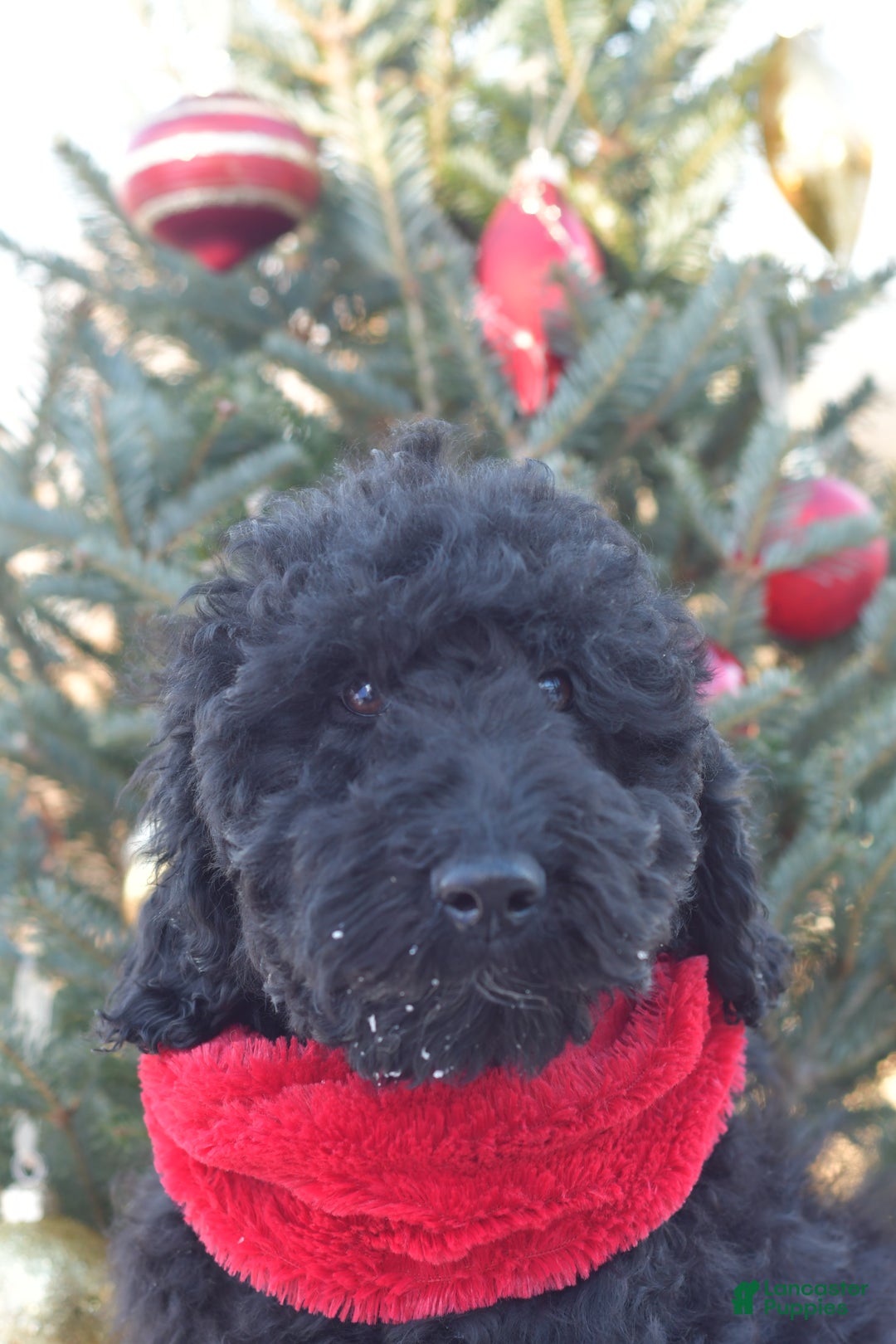 Standard Poodle dogs for sale: Cole - Ad 8
