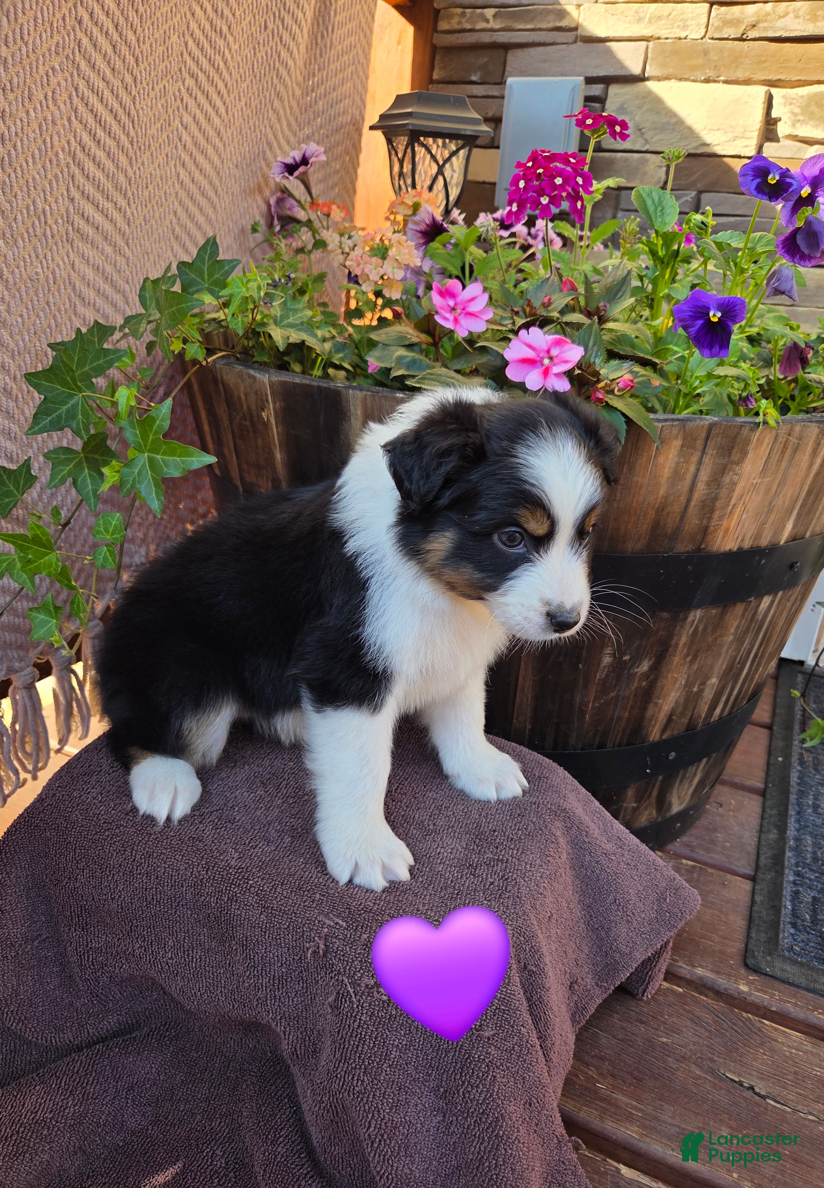 Australian Shepherd dogs Cocoa Bomb - Ad 1