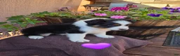 Australian Shepherd dogs for sale: Cocoa Bomb - Ad 1