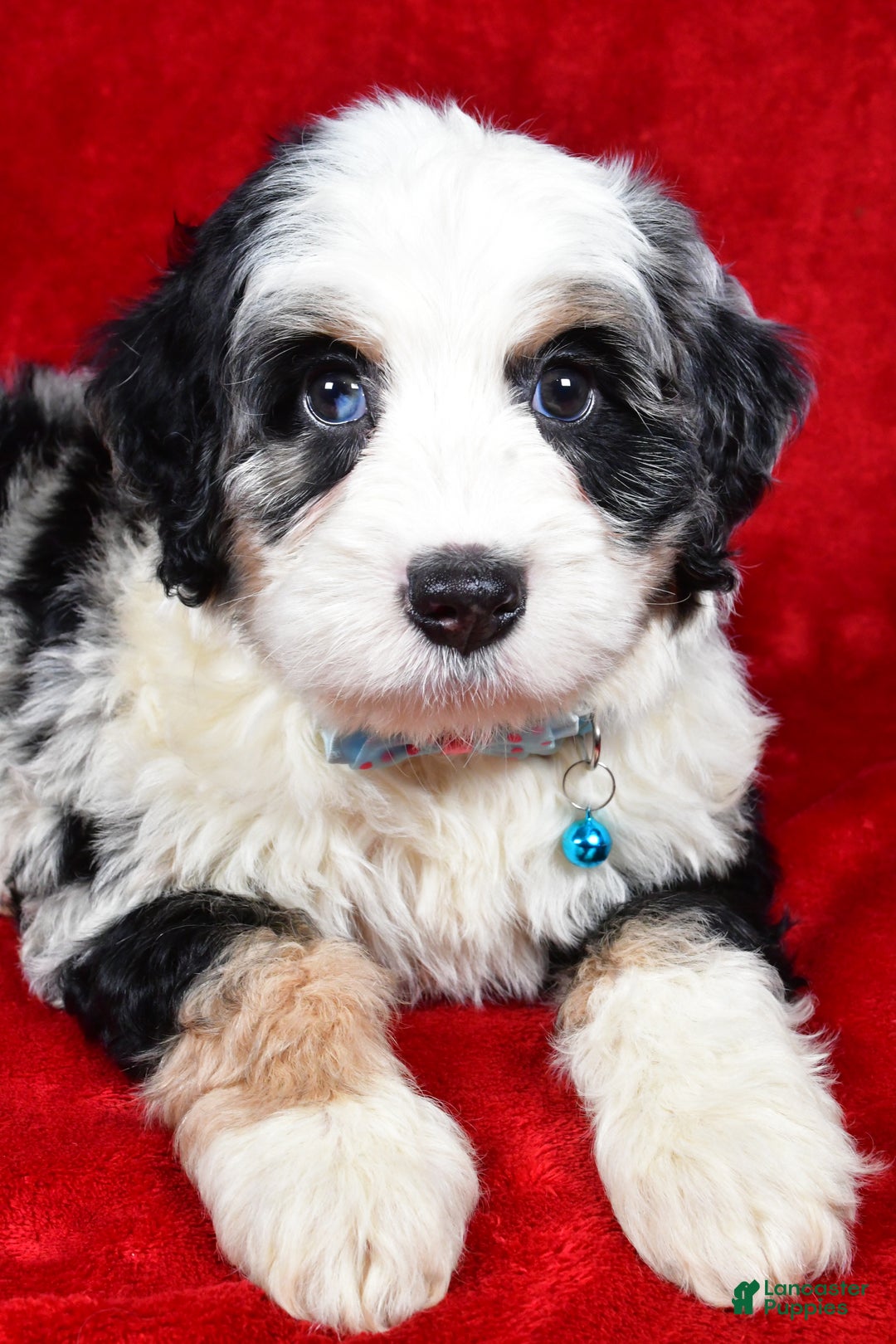 Mixed Breed dogs for sale: Cooper - Ad 3