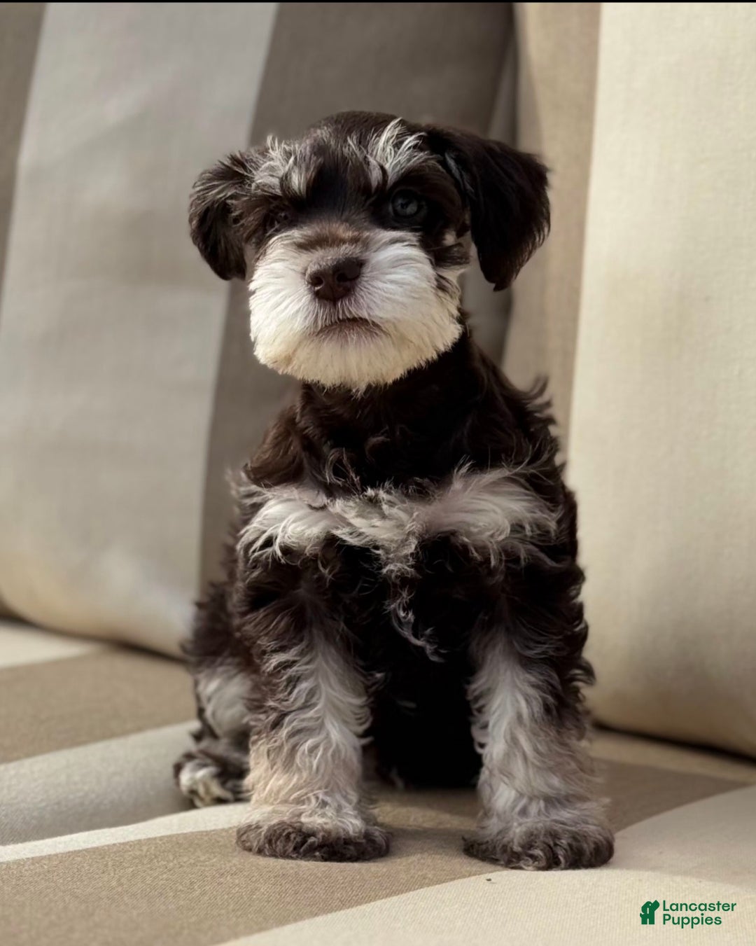 Miniature Schnauzer dogs for sale: Hershel - Ad 2