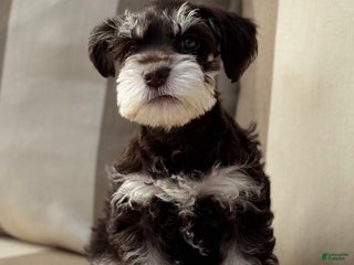 Miniature Schnauzer dogs - Ad 7