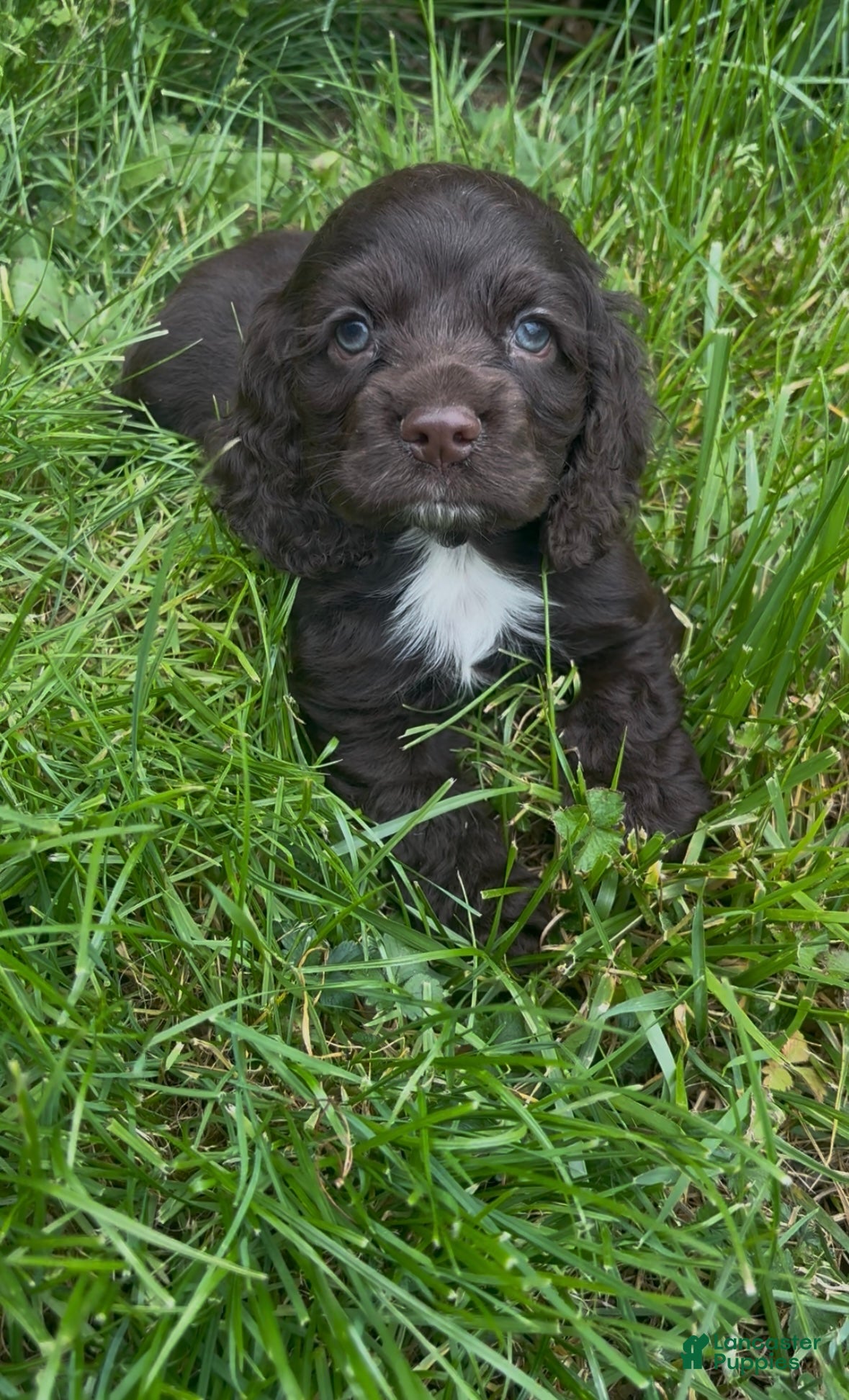 Cocker Spaniel dogs Hank Williams - Ad 1