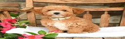 Bichpoo dogs for sale: Jerry - Ad 5