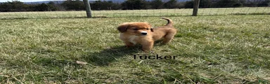 Nova Scotia Duck Tolling Retriever Puppy 5