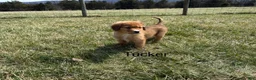 Nova Scotia Duck Tolling Retriever dogs for sale: Nova Scotia Duck Tolling Retriever Puppy 5 - Ad 1
