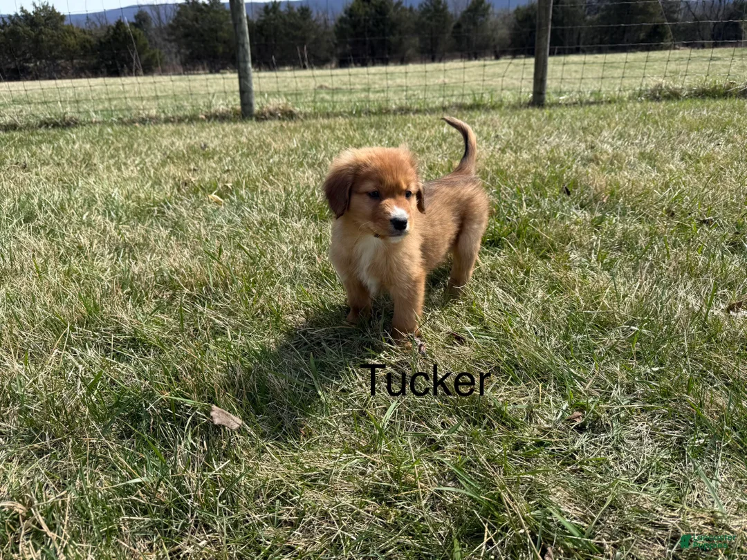 Nova Scotia Duck Tolling Retriever dogs for sale: Nova Scotia Duck Tolling Retriever Puppy 5 - Ad 1