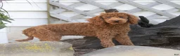 Toy Poodle dogs for sale: Roxy Toy Poodle Puppy  - Ad 4