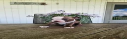 Boston Terrier dogs for sale: Alfie - Ad 16