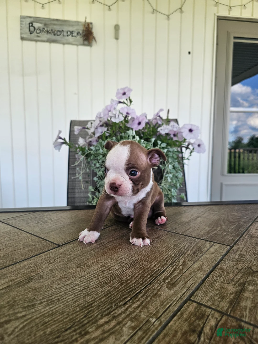 Boston Terrier dogs for sale: Alfie - Ad 16
