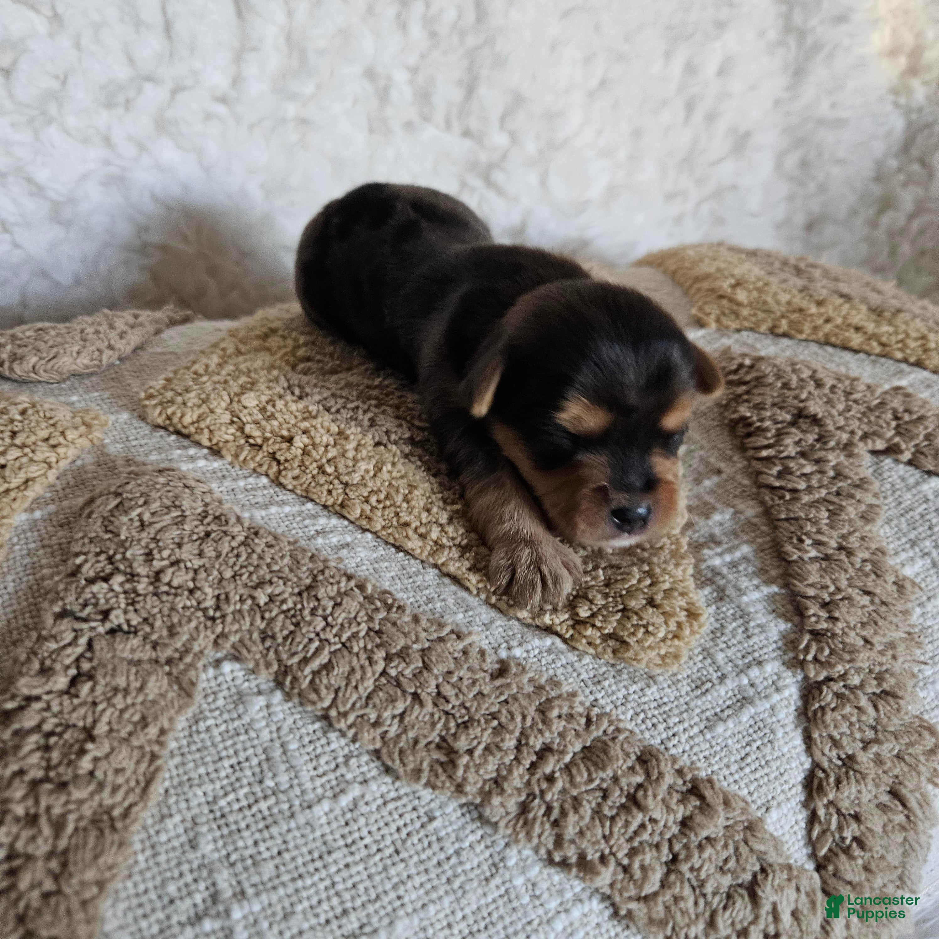 Mixed Breed dogs Chocolater Merle Bradley - Ad 28
