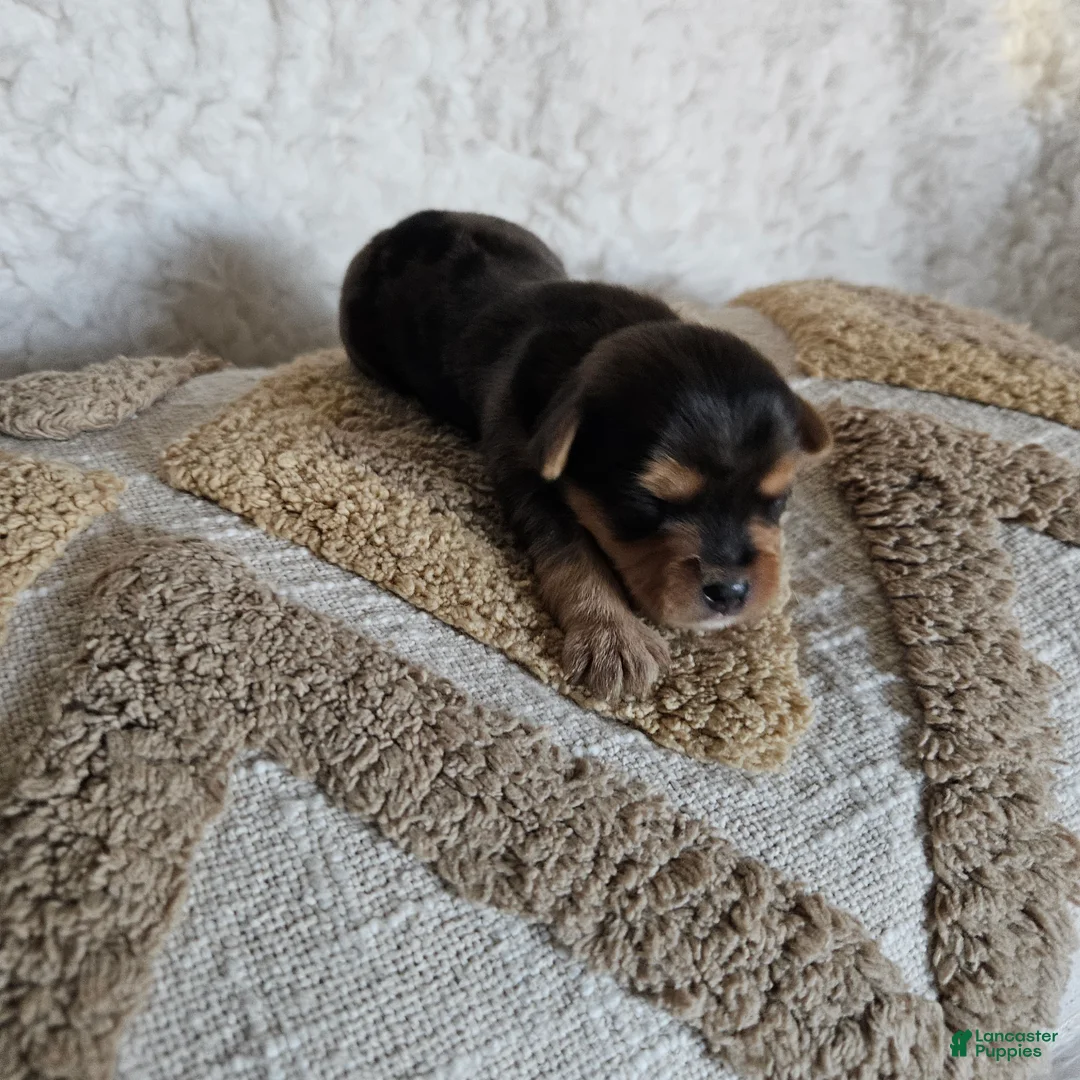 Mixed Breed dogs for sale: Chocolater Merle Bradley - Ad 1