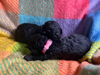 Cavapoo dogs Olive - Ad 34
