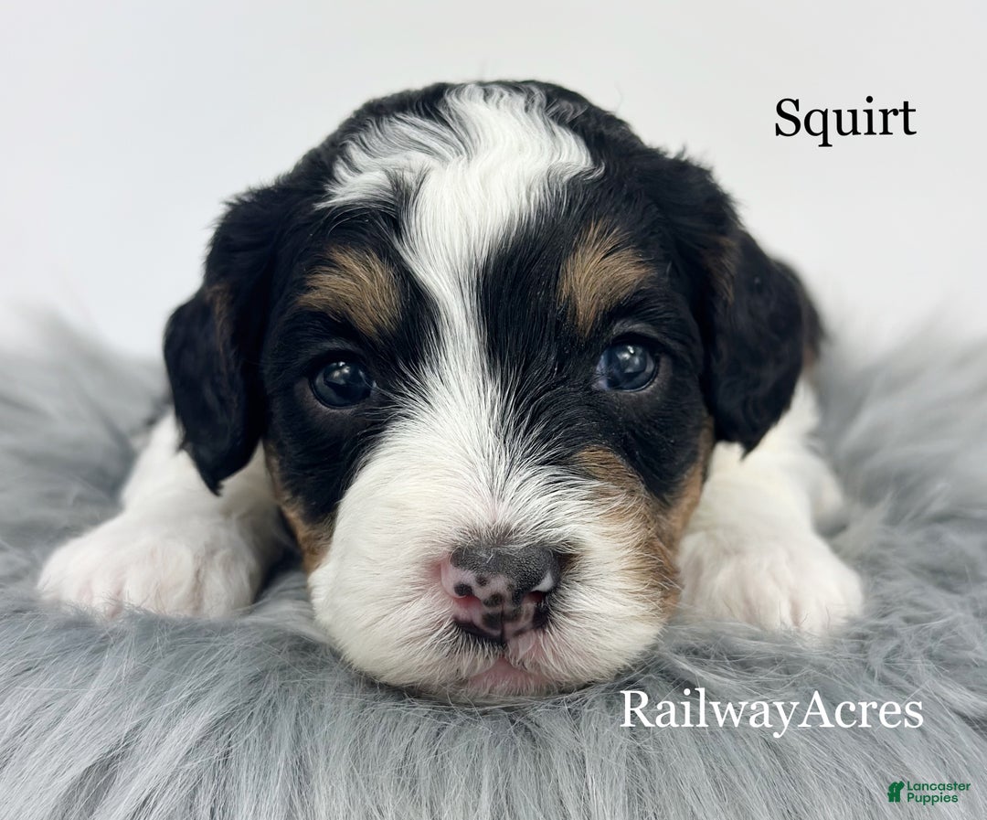 Mini Bernedoodle dogs for sale: Squirt - Ad 2