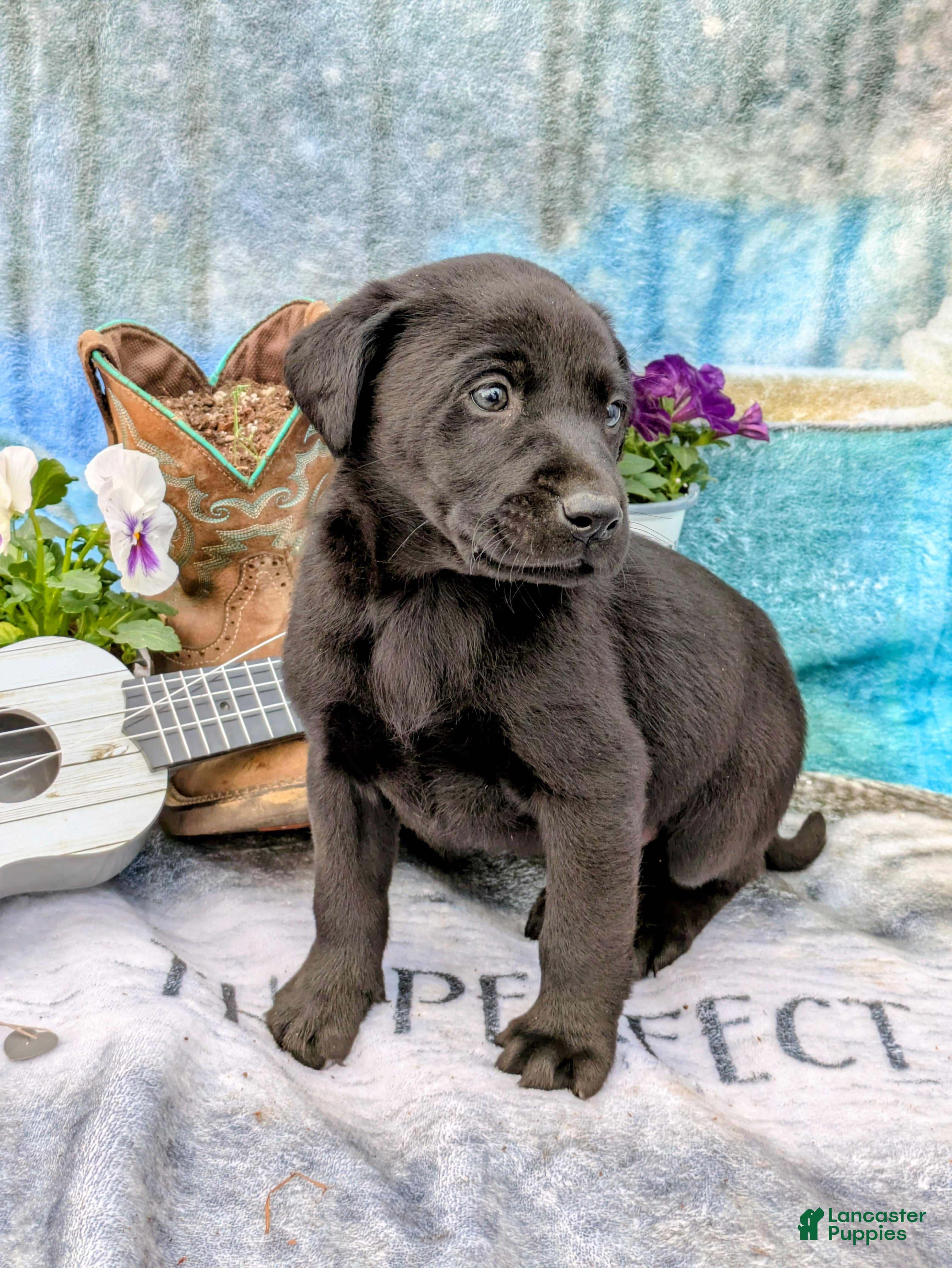 Labrador Retriever dogs Scout - Ad 11