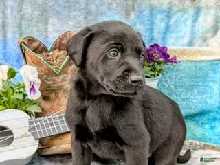 Labrador Retriever dogs Scout - Ad 11