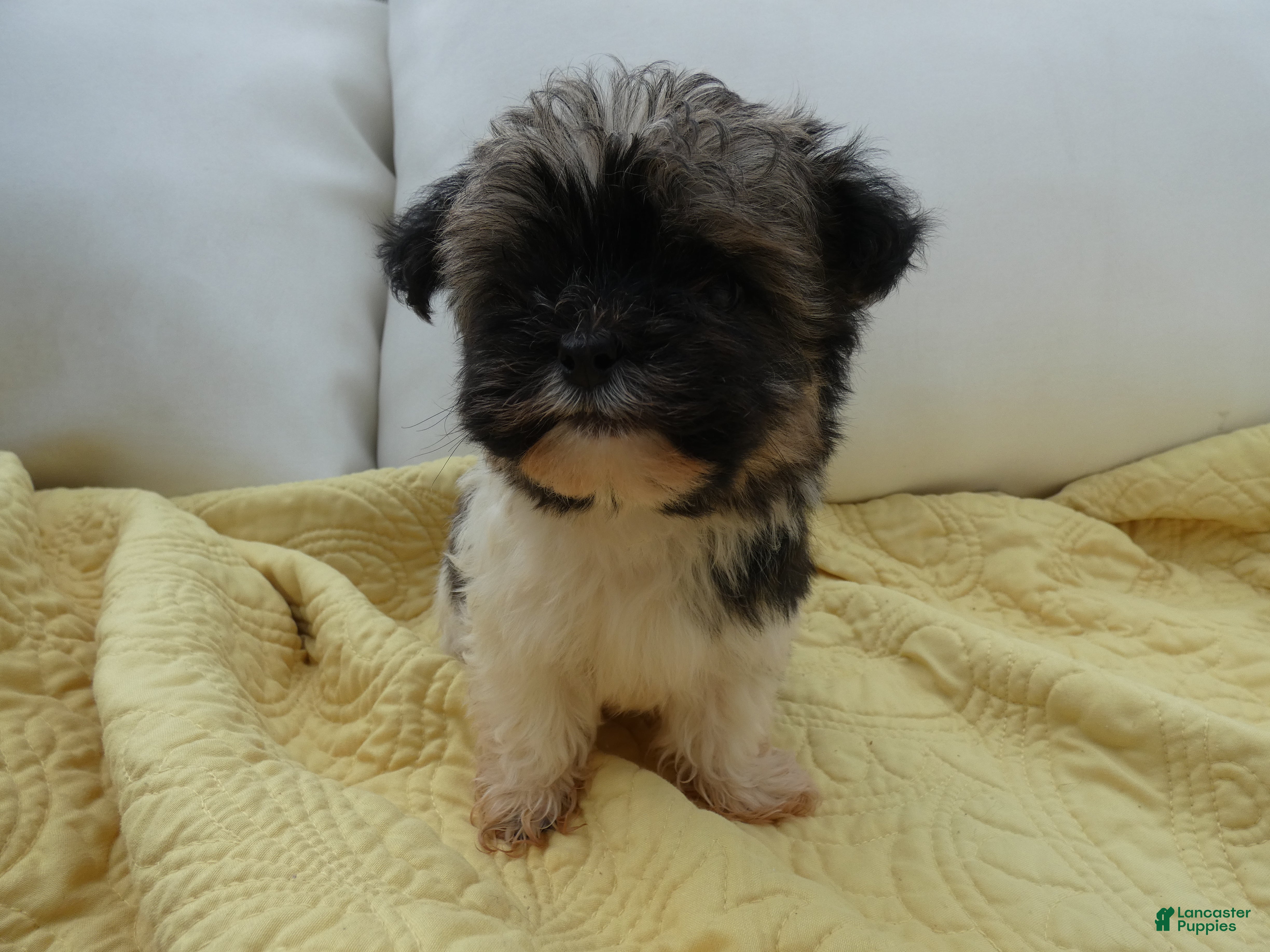 Havanese dogs Baron-Male - Ad 1