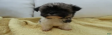 Baron-Male
